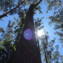 Sunlight Through the Trees in Australia