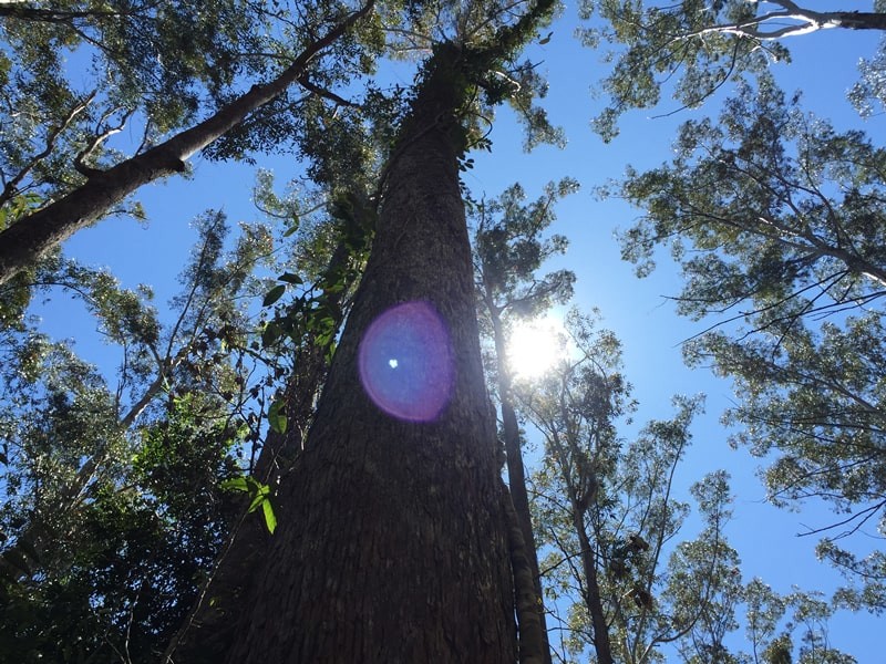 Sunlight Through the Trees in Australia