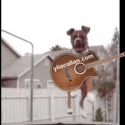 Funny Bouncing Dog Guitar Player Meme Ylia Callan