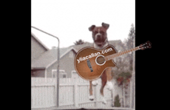 Funny Bouncing Dog Guitar Player Meme Ylia Callan