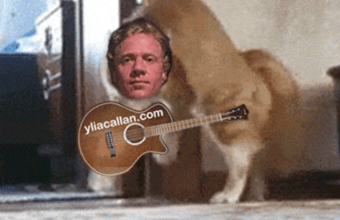 Funny Cat Guitarist Meme Ylia Callan