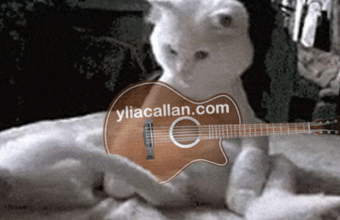 Funny Cat Guitarist Wagging Tail Meme Ylia Callan Guitar