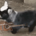 Funny Goat Guitar Meme Ylia Callan Animated Gif