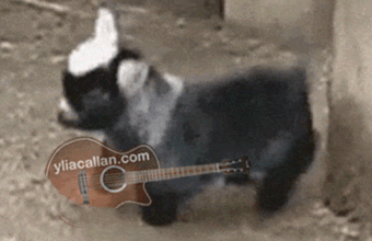 Funny Goat Guitar Meme Ylia Callan Animated Gif