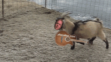 Funny Goat Guitarist Crowd Surfing
