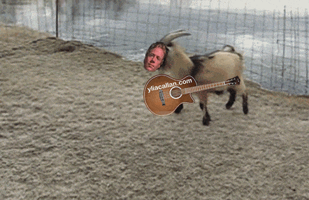 Funny Goat Guitarist Crowd Surfing Meme Ylia Callan Guitar Animated Gif