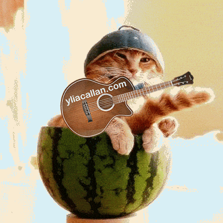Funny Guitar Cat Meme Ylia Callan Animated Gif