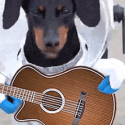 Guitarist Dachshund Dog in Space Suit Meme Ylia Callan Guitar