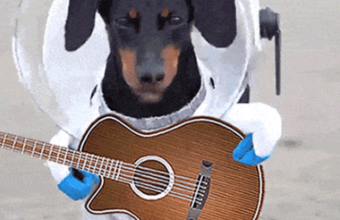 Guitarist Dachshund Dog in Space Suit Meme Ylia Callan Guitar