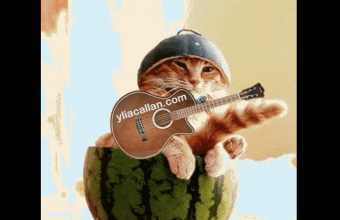 Funny Guitar Cat Meme Ylia Callan Animated Gif